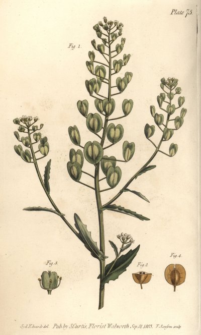 Pennycress by Sydenham Teast Edwards