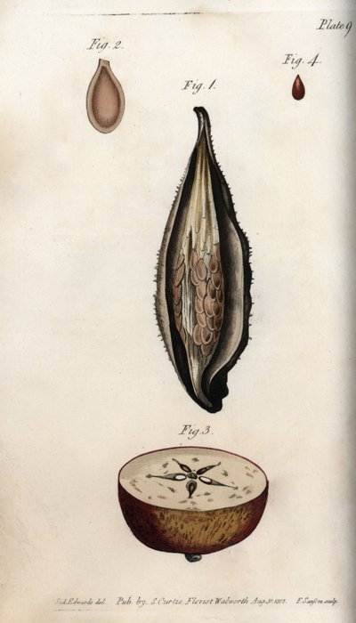 Pericarp of Parakeet Grass and Section of the Fruit of Domestic Apple Tree from Botanical Conferences, Lambeth Botanical Garden by Sydenham Teast Edwards