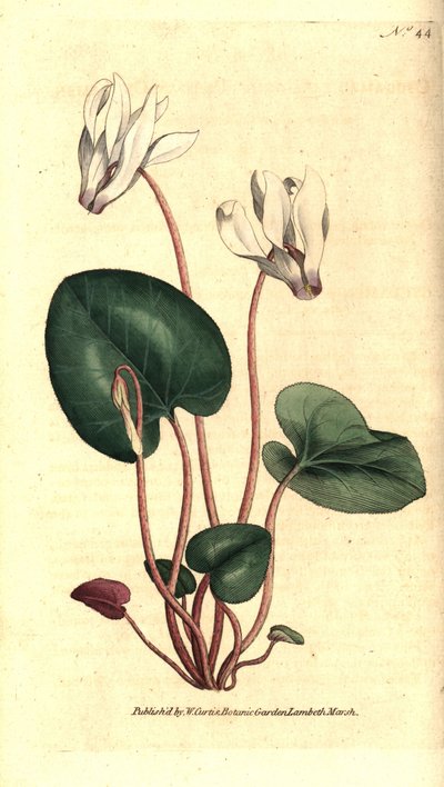 Persian cyclamen, Cyclamen persicum by Sydenham Teast Edwards