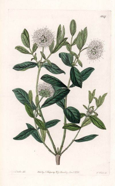 Pimelea Variete - Plate Engraved by S. Watts, from an Illustration by Sarah Anne Drake, from the Botanical Register of Sydenham Edwards by Sydenham Teast Edwards