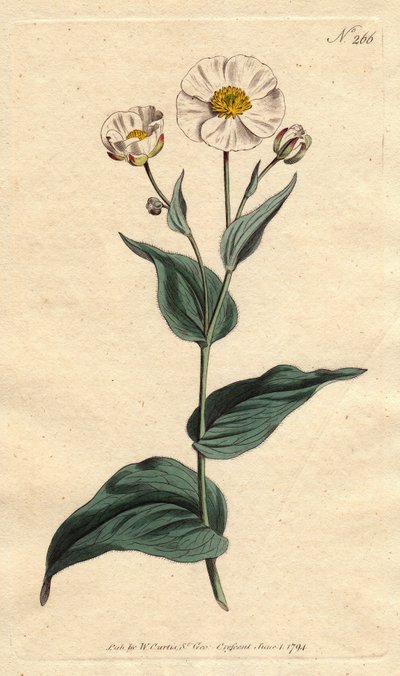 Plantain leaf buttercup with white flowers and yellow heart by Sydenham Teast Edwards