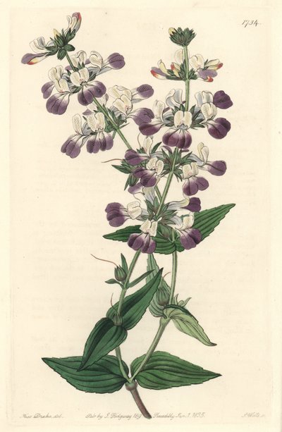 Purple Chinese Pagoda, Originally from California by Sydenham Teast Edwards