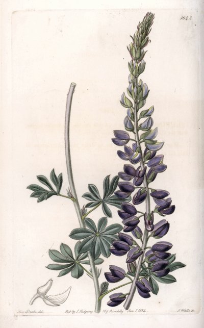 Purple Lupine Variete - Engraved by S.Watts, from an illustration by Sarah Anne Drake, from the Botanical Register of Sydenham Edwards by Sydenham Teast Edwards