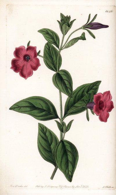 Purple flower petunia - Engraved by S.Watts, from an illustration by Sarah Anne Drake, from the Botanical Register of Sydenham Edwards by Sydenham Teast Edwards