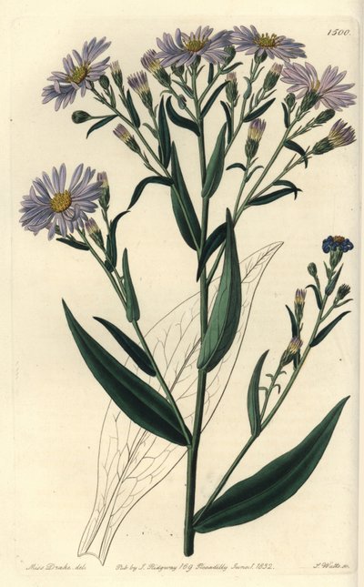 Purple Flowered Aster Variety - Smooth Aster by Sydenham Teast Edwards