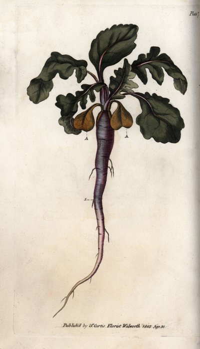 Radish from Botanical Conferences, Lambeth Botanical Garden by Sydenham Teast Edwards