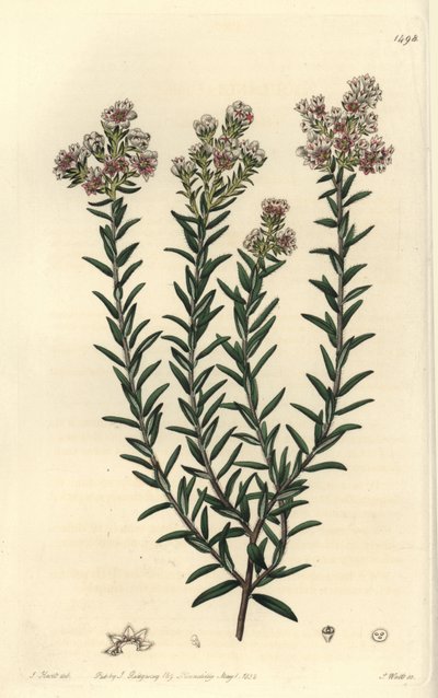 Red Soulangia by Sydenham Teast Edwards