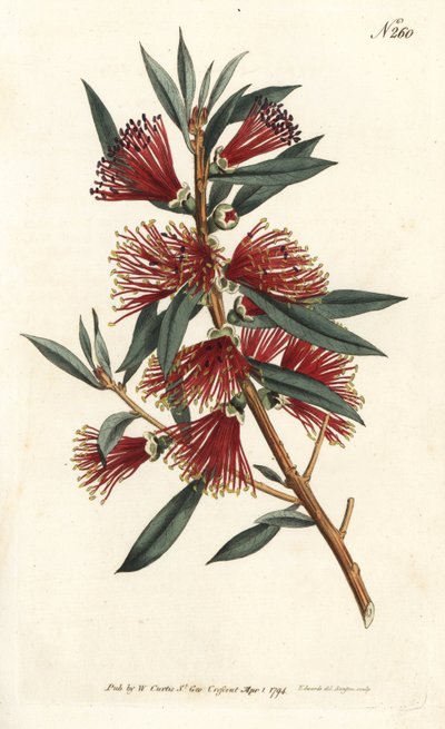 Crimson bottlebrush, Callistemon citrinus by Sydenham Teast Edwards