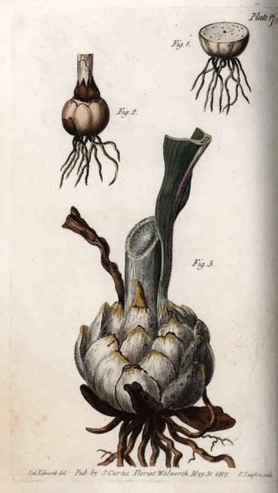 Root and bulb of lilies. Coloured copper engraving, illustration by Sydenham Edwards for Conferences of Botanical, Botanical Garden of Lambeth, England by Sydenham Teast Edwards
