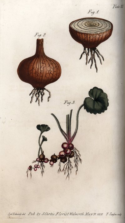 Roots and Bulbs of Onion and Saxifrage by Sydenham Teast Edwards