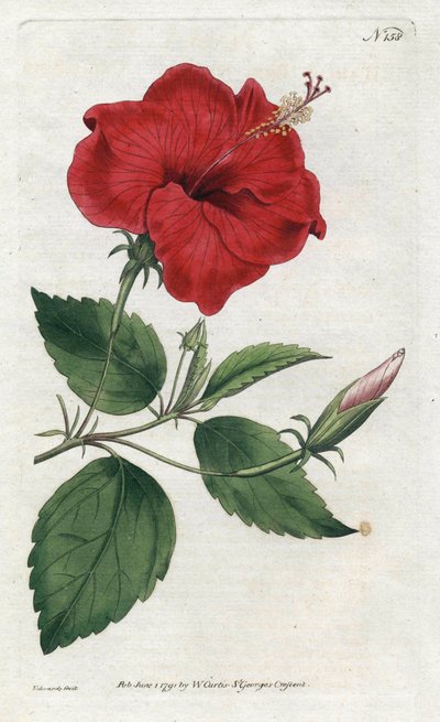 Rose de Chine by Sydenham Teast Edwards