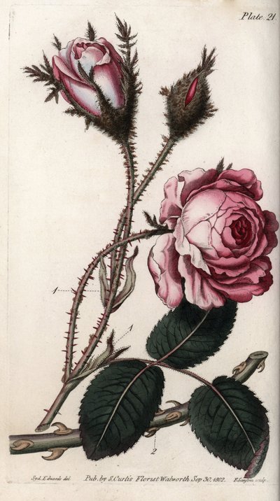 Rose, rose flower hundred leaves. Coloured copper engraving, illustration by Sydenham Edwards for Conferences of Botanical, Botanical Garden of Lambeth, England by Sydenham Teast Edwards