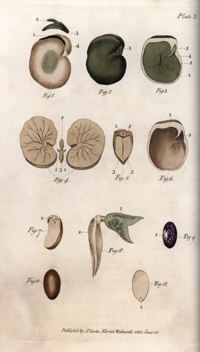 Seeds and their sections: varieties of common bean and fig seed. Coloured copper engraving, illustration by Sydenham Edwards for Conferences of Botanical, Botanical Garden of Lambeth, England by Sydenham Teast Edwards