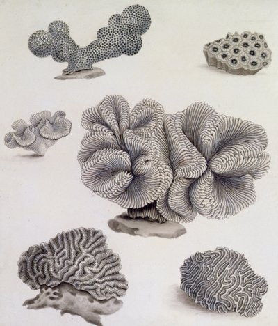 Shells and Marine Flora by Sydenham Teast Edwards