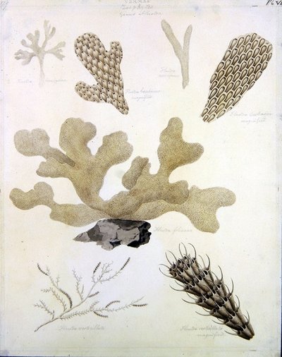 Shells and Marine Flora by Sydenham Teast Edwards