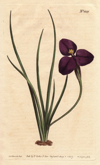 Silky Patersonia with Dark Purple Flower by Sydenham Teast Edwards