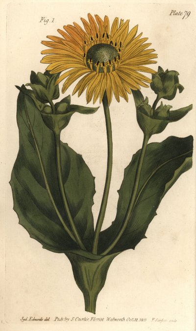 Silphium or Rosinweed by Sydenham Teast Edwards