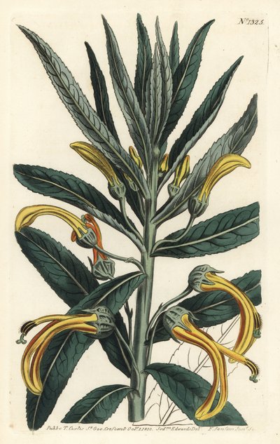 Siphocampylus giganteus, endangered (Gigantic lobelia, Lobelia gigantea). Handcoloured copperplate engraving by F. Sansom Jr. after an illustration by Sydenham Edwards from William Curtis