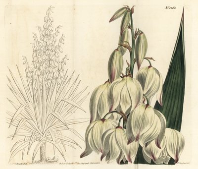 Spanish dagger or superb Adam