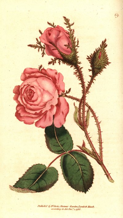 Sparkling Rose - Pink Moss by Sydenham Teast Edwards