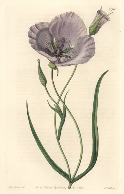 Splendid calochorte (splendid mariposa), native to California - Satiny calochortus or splendid mariposa lily, Calochortus splendens, Native to California - Handcoloured copperplate engraving by S. Watts after an illustration by Miss Drake, from Sydenham Ed by Sydenham Teast Edwards