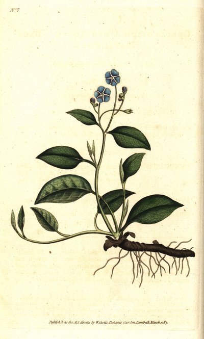 Creeping navelwort, Omphalodes verna (blue navelwort, Cynoglossum omphalodes) by Sydenham Teast Edwards