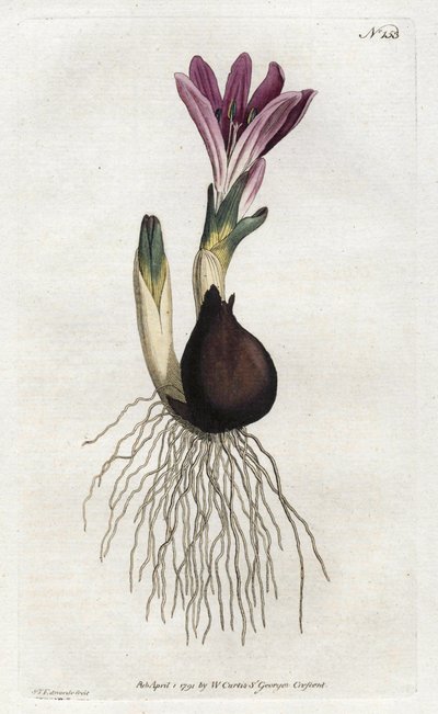 Spring bulbocode or campanette by Sydenham Teast Edwards