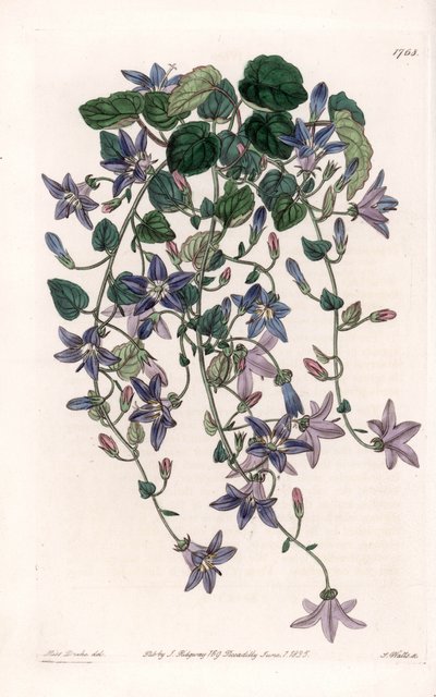 Star Campanule by Sydenham Teast Edwards