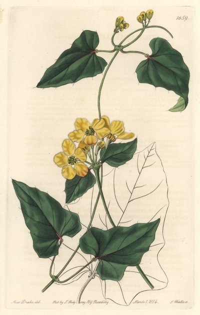 Stygmaphyllon by Sydenham Teast Edwards