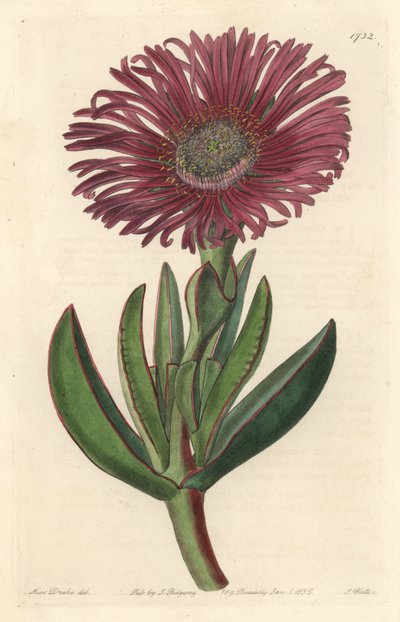 Succulent plant Carpobrotus, native to South Africa by Sydenham Teast Edwards