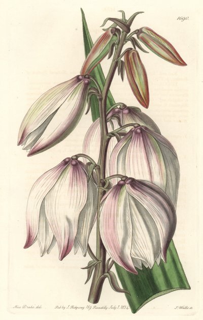 Superb Yucca from the Botanical Register by Sydenham Teast Edwards