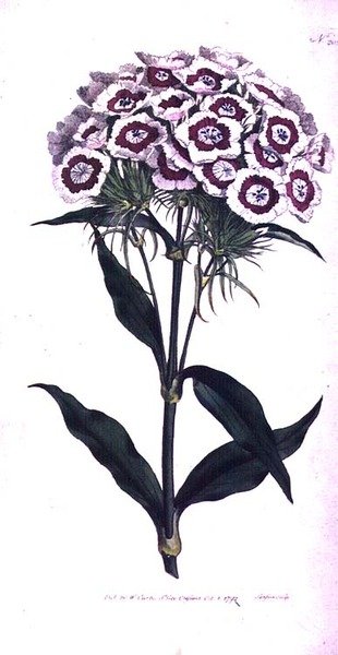 Sweet William or Bearded Pink (Dianthus barbatus), plate 205 from William Curtis
