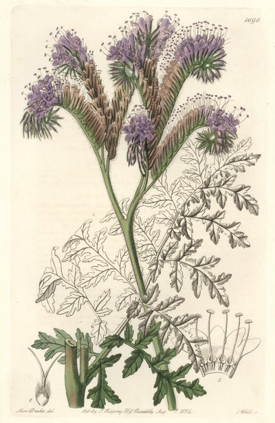 Tansy leaf phacelia, native to California - Water forte by S. Watts from an illustration by Sarah Anne Drake, from the Botanical Register by Sydenham Teast Edwards