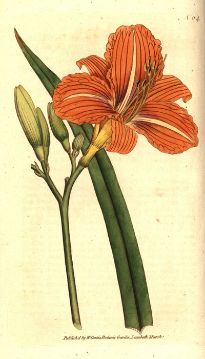 Tawny Day-lily by Sydenham Teast Edwards