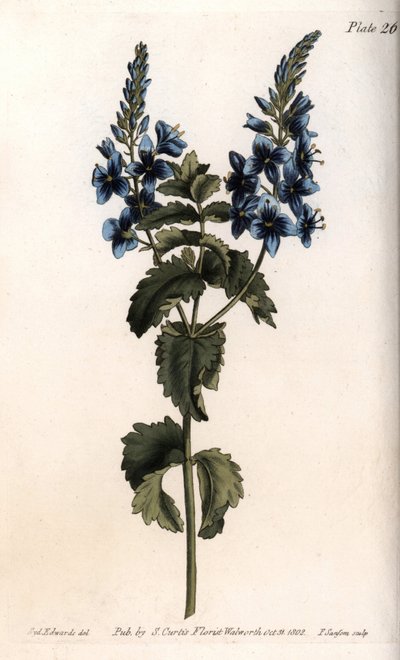 Veronica Little Oak by Sydenham Teast Edwards