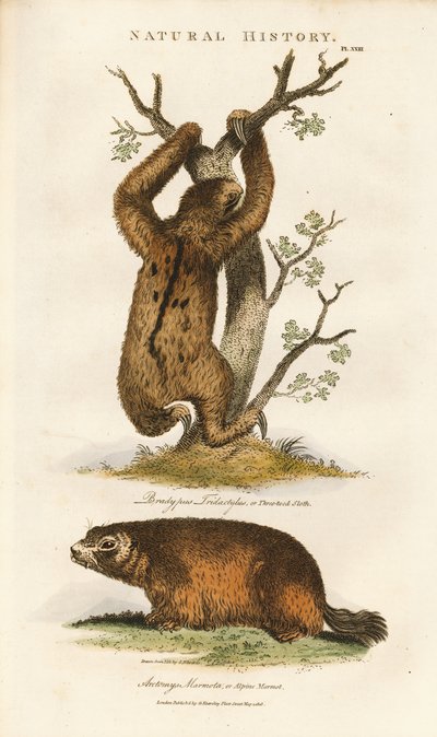 Three-toed Sloth and Alpine Marmot by Sydenham Teast Edwards