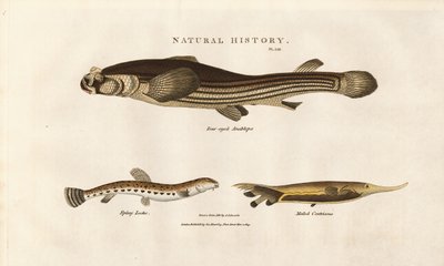 Three Unusual Fish Species by Sydenham Teast Edwards