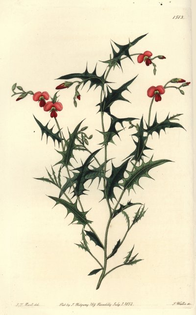 Triangular Chorozema by Sydenham Teast Edwards
