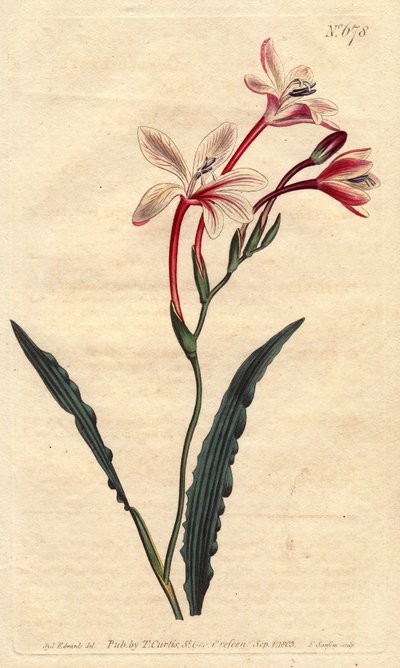 Curled Leaved Tritonia by Sydenham Teast Edwards