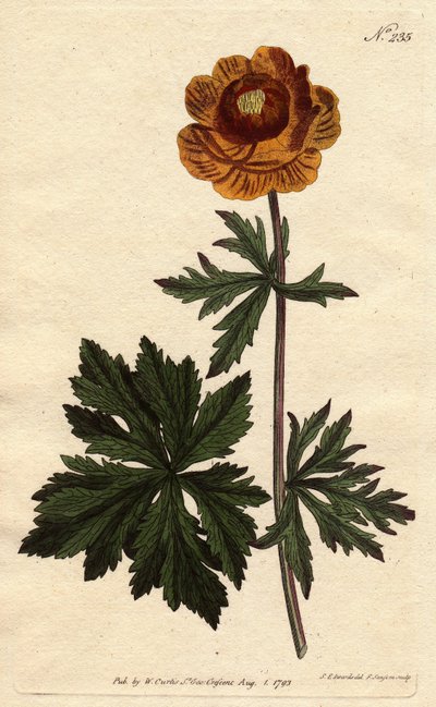 Asian Globe Flower with Deep Yellow Flower, Native to Siberia and Cappadocia by Sydenham Teast Edwards