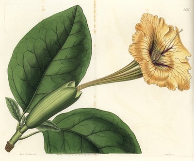 Trumpet Liana or Cup of Gold - Chalice Vine or Spotted-flowered Solandra, Solandra guttata. Handcoloured copperplate engraving from Sydenham Edwards