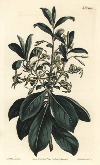 Twin-flowered daphne, Daphne pontica by Sydenham Teast Edwards