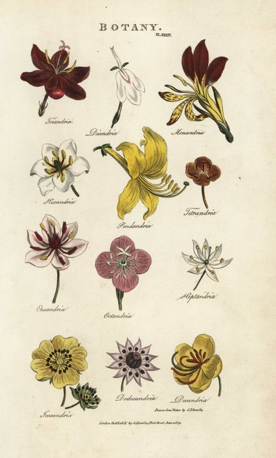 Types of Flowers: Triandria, Diandria, Haskatria, Pendandria, Tetrandria, etc. by Sydenham Teast Edwards