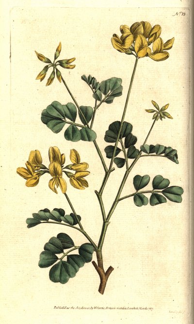 Valencia Coronilla - Scorpion vetch, Coronilla valentina subsp. glauca (Sea-green or day-smelling coronilla, Coronilla glauca). Handcoloured copperplate engraving after a botanical illustration by Sydenham Edwards from William Curtis