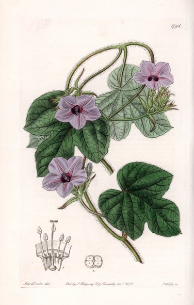 Variete d