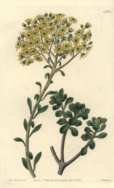 Villous Houseleek by Sydenham Teast Edwards