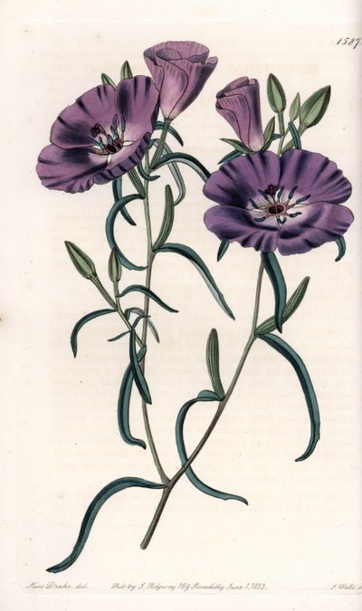 Variete of Clarkia, Native of South America by Sydenham Teast Edwards