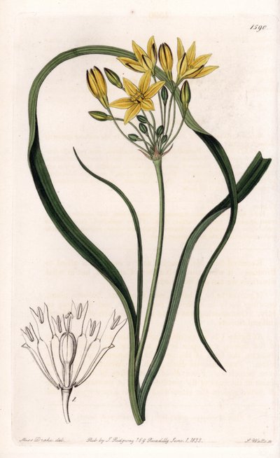 Triteleia with Yellow Flowers by Sydenham Teast Edwards