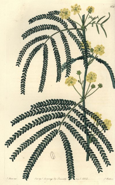 Variety of Acacia - Fern-leaved Acacia by Sydenham Teast Edwards
