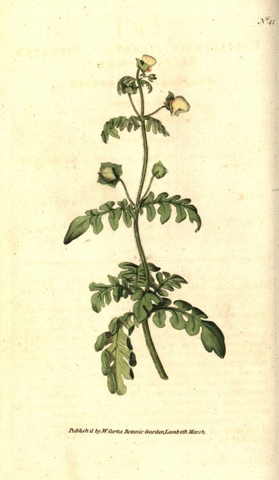 Pinnated Slipper-wort by Sydenham Teast Edwards